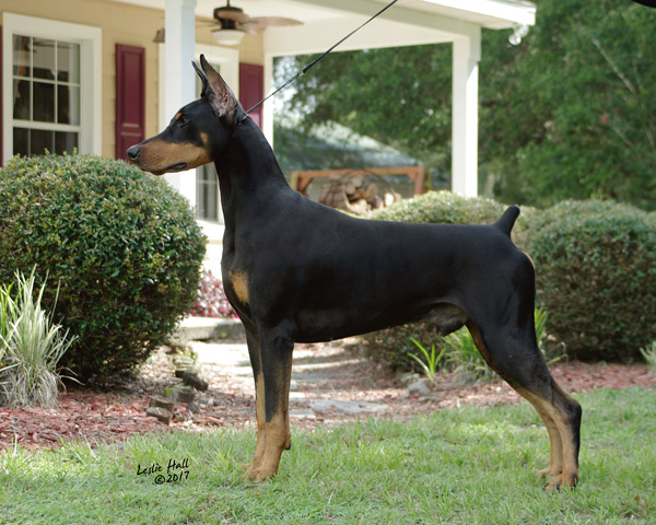 Doberman Veedocs Gimme Back My Bullets