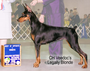 Doberman CH Veedoc's Legally Blonde