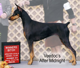 Doberman Veedocs After Midnight