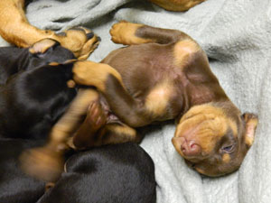 Veedocs Doberman Puppies born 2013