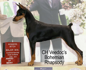 Doberman Veedoc's Bohemian Rhapsody