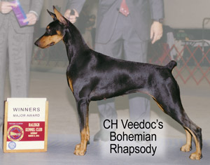 Veedoc's Dobermans Queen