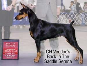 Florida Doberman Serena