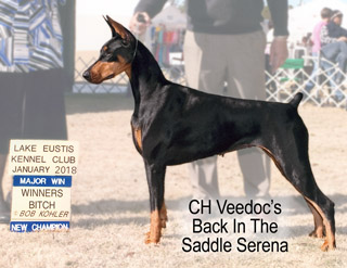 Florida Doberman Veedocs Back in the Saddle