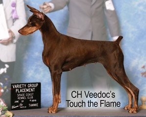 Veedoc's Doberman Singe Win Photo