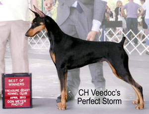 CH Veedoc's Perfect Storm