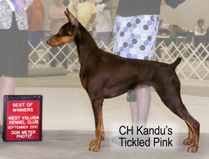 CH Kandu's Tickled Pink